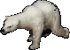 A polar bear.png