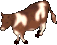 A cow.png